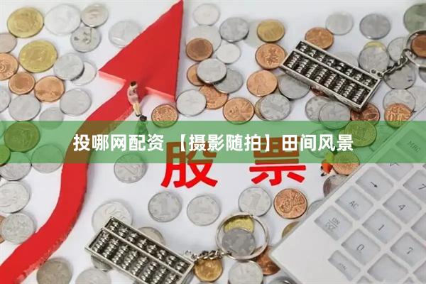 投哪网配资 【摄影随拍】田间风景